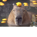 Capybara fan group :)