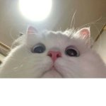 B3leyy