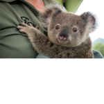 Koala gang <3 :)