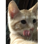 Sir Beans group