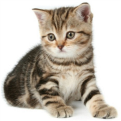 cats Roblox decal