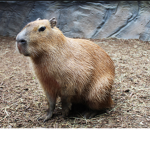 Capybara commonwealth
