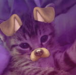 mwaui 야옹