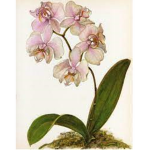 Orchid Kingdom