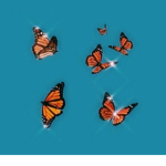 simply butterfly angels <3