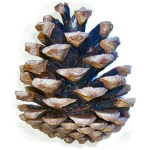 Pinecone Studios