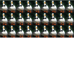 THE DUCKS OF THE DINNER