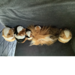 Guinea pig United squad