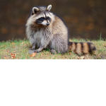 raccoons and narwhals