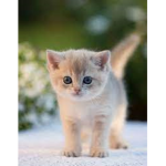 Cat_Kids, cats rule