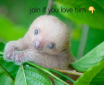 Sloths the kings