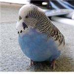 parakeet lovers club Group Thumbnail