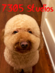 7305 Studios