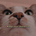 Cats Kingdom~