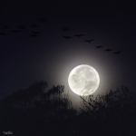fuII moon