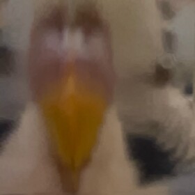Uhh. Wa v Oof War NEW!