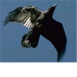 Air Raven