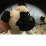 Pug Fan Club for anyone!