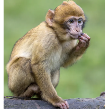 BE A MONKEY SIMULATOR