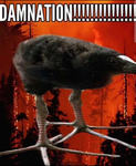 Angry Crow