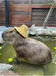 Be capy