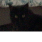 Kitty meow cat clan