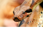 snake's are good