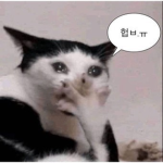 고양이 :0