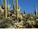 Cactus Group