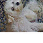 Love dogs for ever