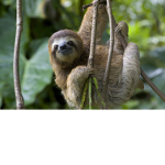 Lazy Sloths