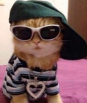 cool cats ever