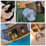 Cute Rabbits and Rats