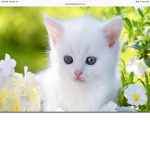 The cat group for people who love cats