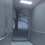 The Wolves Undercover
