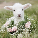 lamb’s creations