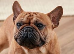 DUGS ARE CUTE