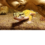 wacky weird animal toes