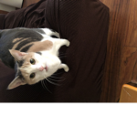 Sophia teh cat