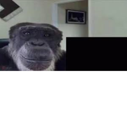 monkey forest