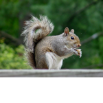 The squirrels (agency)