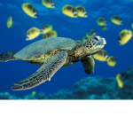 Save The Turtles that oofing