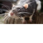 The Stinky Rat Club