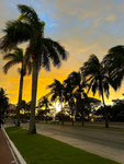 ~ ! Palm Trees ~ !