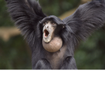 Gibbon Games