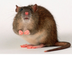 RESPECT THE RAT VETS NOW