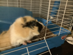The Guinea Kirby