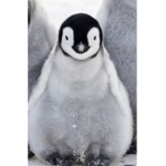 Penguins are very cute