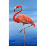 Beautiful Flamingos