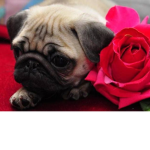 The Pug Suport
